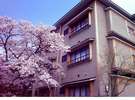 別館の前で咲き誇る桜の木々。