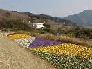 恋人岬の花畑からマリンメイツを臨む