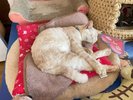恋人岬ステラハウス 2代目ネコ店長「ちびにゃん」