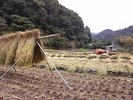 【お米も手作り】お米は自家農園の田んぼから〜秋〜