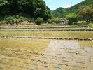 【お米も手作り】自家農園の田んぼ〜夏〜