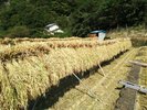 【お米も手作り】自家農園の田んぼ