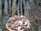 【地元食材】自家農園の椎茸原木栽培