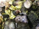 【駿河湾の魚介】米崎磯で採れた亀の手・フジツボ