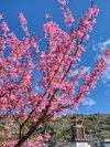 土肥桜まつり 1月18日開催