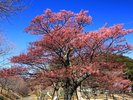土肥桜まつり 1月18日開催