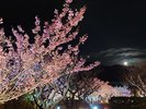 土肥桜まつり 1月18日から開催