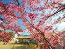 土肥桜まつり 1月18日から開催