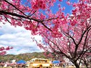 土肥桜まつり 1月18日から開催