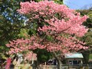 土肥桜まつり 1月18日から開催