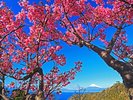 土肥桜まつり 1月18日から開催