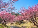 土肥桜まつり 1月18日から開催