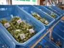 隣接する朝取横丁 採れたて野菜