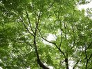 露天風呂からの新緑