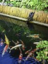 錦鯉の池は夜ライトアップされます