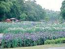 【亀山菖蒲園】当館より徒歩10分/亀山市の花しょうぶが集う菖蒲園