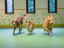 �y�����h�b�O�����z�傫�Ȃ�񂿂�񂽂����������L��