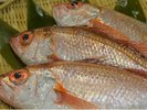 料理長厳選会席コース(お食事一例)