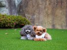 ドッグランで遊ぶわんちゃん