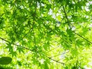 【その他】季節を感じる緑の風景