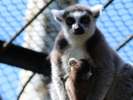 大森山動物園のワオキツネザル