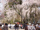 角館武家屋敷の桜