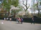 角館武家屋敷の桜