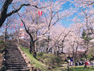 秋田市の桜の名所 千秋公園