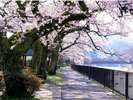 【周辺観光】宮城野の桜並木