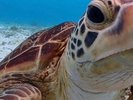 アクティビティ ウミガメ探索シュノーケリング