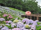 国営讃岐まんのう公園(初夏)アジサイ(画像提供:国営讃岐まんのう公園)