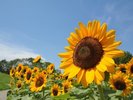 国営讃岐まんのう公園(夏)ヒマワリ(画像提供:国営讃岐まんのう公園)