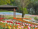 国営讃岐まんのう公園(春)チューリップ(画像提供:国営讃岐まんのう公園)