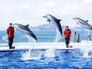 四国水族館 イルカプレイングタイム(画像提供:四国水族館)