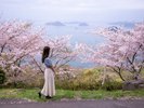 紫雲出山(桜)
