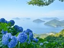 紫雲出山(アジサイ)