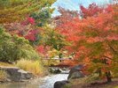香川用水記念公園(紅葉)