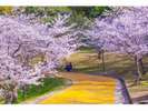 西公園(桜)「福岡県観光連盟提供」
