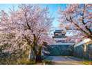 舞鶴公園(桜)「福岡県観光連盟提供」