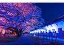 舞鶴公園桜ライトアップ「福岡県観光連盟提供」