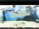 越前松島水族館見て・触れて・楽しく学べる、体験・体感型の水族館。イルカショーやペンギンの散歩も★