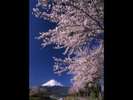 ■富士山と桜まつり＜春＞(写真提供：富士河口湖　観光課)