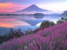 ■朝焼けの富士とラベンダー＜夏＞(写真提供：富士河口湖　観光課)