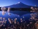 ■富士山と河口湖とすすき＜秋＞(写真提供：富士河口湖　観光課)