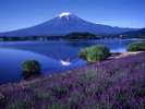 ■富士山と河口湖とラベンダー＜夏＞(写真提供：富士河口湖　観光課)