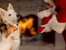 本物のサンタからのクリスマスプレゼントをどうぞ★
