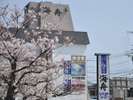 桜の季節がやってきました