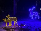 イルミネーショントナカイ
