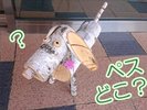 ペスどこ