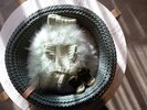 有名デザイナー作のペット用ボアウェア、レインコート、シューズの無料貸出ございます